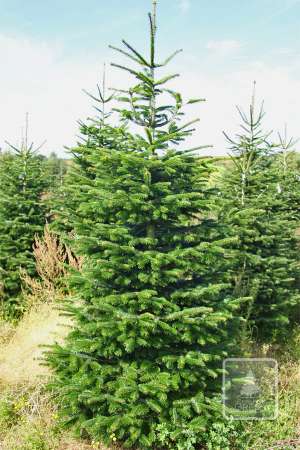 Jodła Kaukaska STANDARD cięta 270-320cm