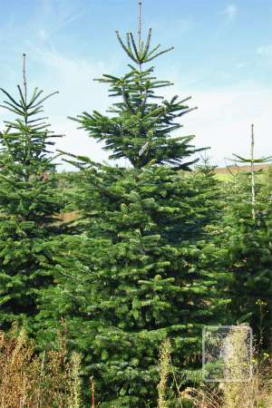 Jodła Kaukaska STANDARD cięta 270-320cm
