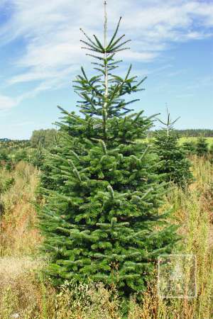 Jodła Kaukaska STANDARD cięta 270-320cm