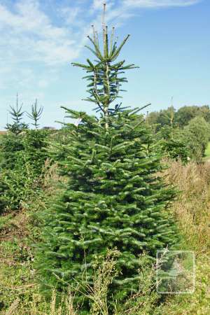 Jodła Kaukaska STANDARD cięta 270-320cm