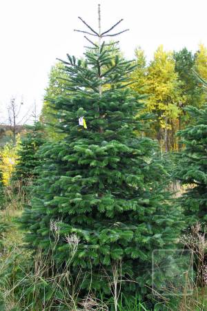 Jodła Kaukaska EXTRA cięta 300-350cm