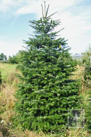 Jodła Kaukaska EXTRA cięta 300-350cm