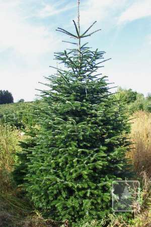 Jodła Kaukaska EXTRA cięta 300-350cm