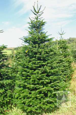 Jodła Kaukaska EXTRA cięta 300-350cm