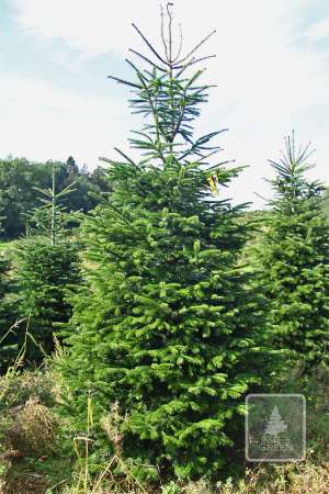 Jodła Kaukaska STANDARD cięta 320-400cm