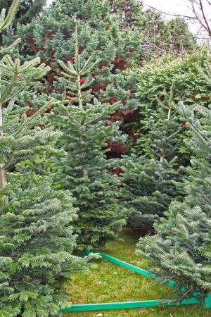 Nordmann Fir MARKET, cut 190-280cm