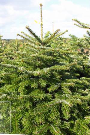 Nordmann Fir PRIMA in the pot 80-100 cm