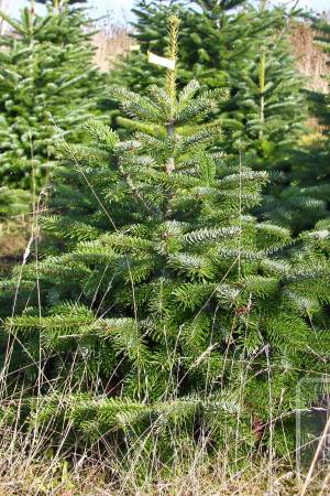 Nordmann Fir PRIMA in the pot 80-100 cm