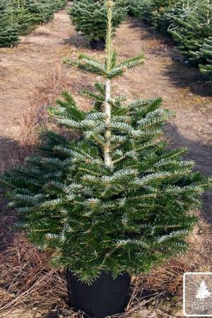 Nordmann Fir PRIMA in the pot 80-100 cm