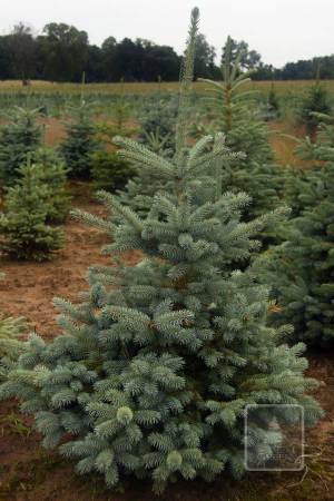 Blue spruce in the pot 100-120cm EXTRA