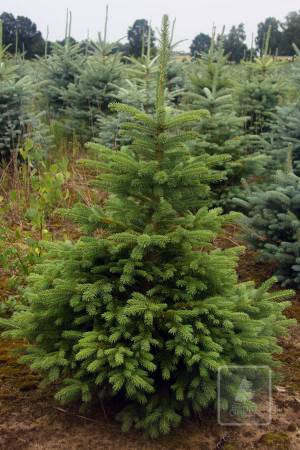 Blue spruce in the pot 100-120cm EXTRA