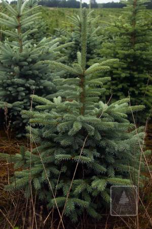 Blue spruce in the pot 100-120cm EXTRA