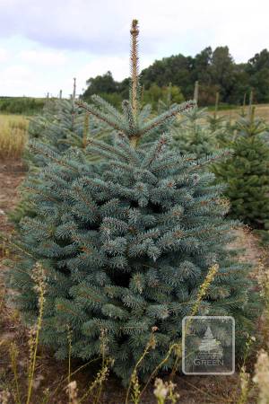Blue spruce in the pot 100-120cm EXTRA
