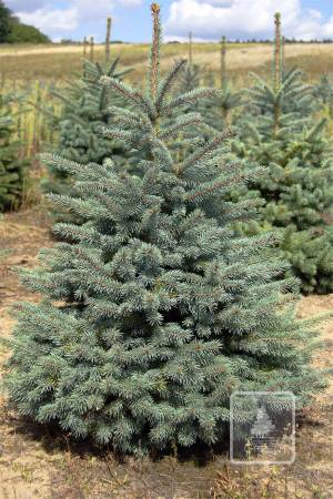 Blue spruce in the pot 100-120cm EXTRA