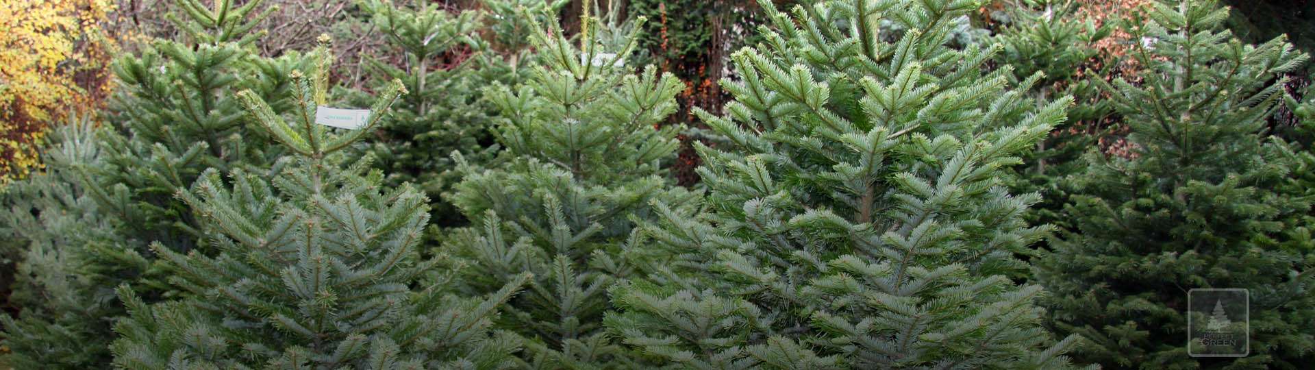 Perfekcja potwierdzona znakiem jakości PerfectGreen