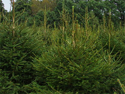 Norway Spruce